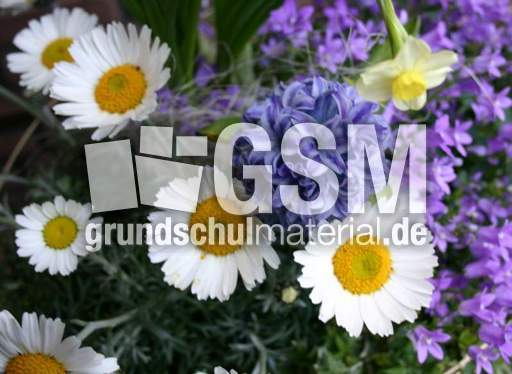 Fruehlingsblumen.jpg